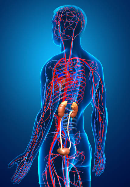 istock 3d rendered, medically accurate illustration of the kidneys and circulatory system 1256963844