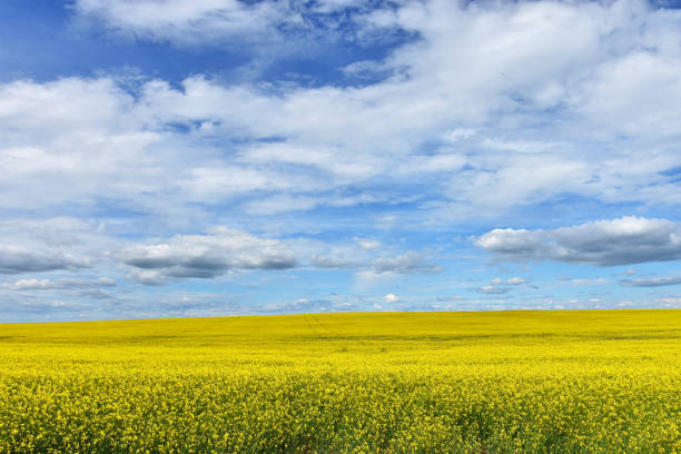 istock Canola Field and Cloudy Skies 1256965394