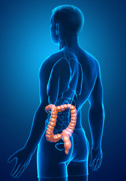 3d renderizada, ilustração medicamente precisa da anatomia do intestino grosso masculino - descending colon - fotografias e filmes do acervo