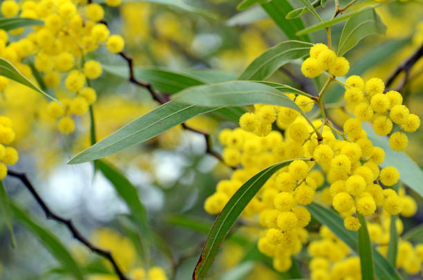 цветы, листья и отличительные стебли австралийской родной зиг заг wattle, акация macradenia, семья fabaceae - inflorescence с�токовые фото и изображения