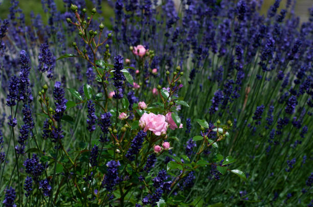 istock pink roses growing next to a lavender bush 1256967021