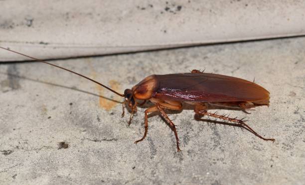 American Cockroach outside scavenging on a building exterior. American Cockroach (Periplaneta americana) outside scavenging on a building exterior. These insects are common pests and are found in many buildings across America. periplaneta americana stock pictures, royalty-free photos & images