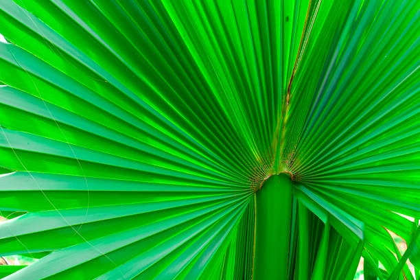 istock Raw Green Palm Leaves Beautiful Background Image 01. 1256967195