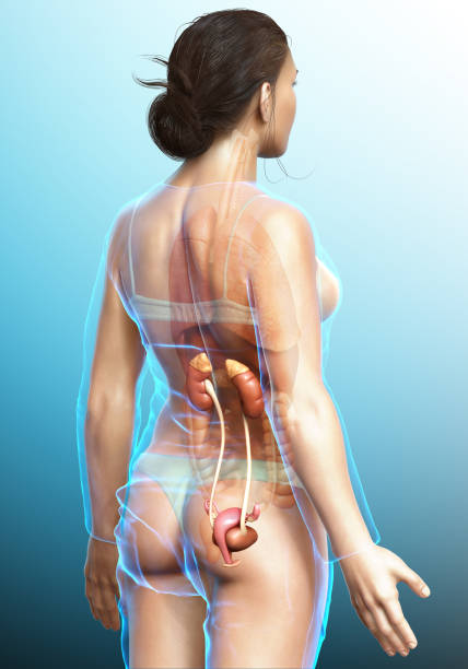 istock 3d rendered, medically accurate illustration of female   kidneys 1256967295