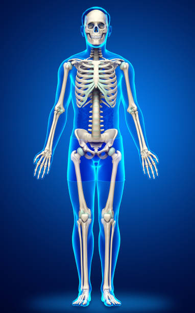 istock 3d rendered, medically accurate illustration of a male skeleton system 1256968871