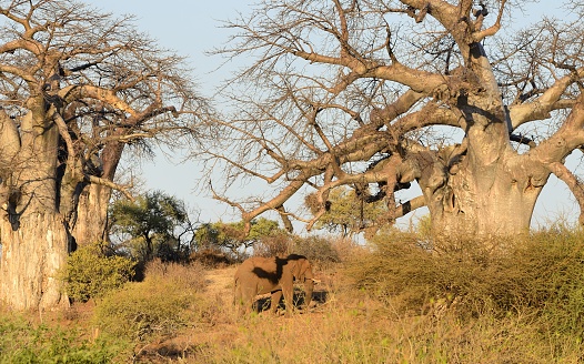 One of the largest game reserves in Africa, situated in South Africa.