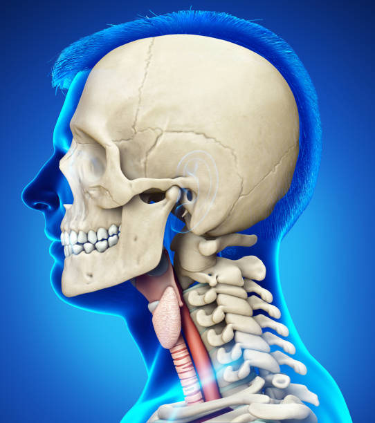 女性喉頭解剖学の医学的に正確なイラストを3dレンダリング - prominence ストックフォト��と画像