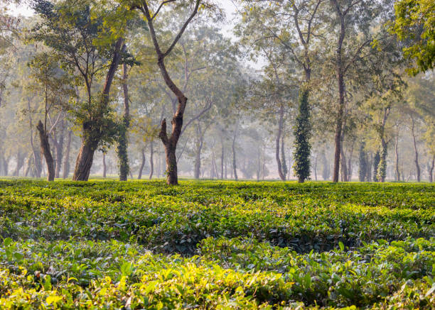 istock Lush green tea garden 1256972637