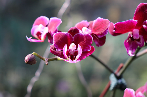 Magenta colored Phalaenopsis is commonly known as moth orchids. Orchids in this genus are monopodial epiphytes or lithophytes with long, coarse roots, short, leafy stems and long-lasting, flat flowers
