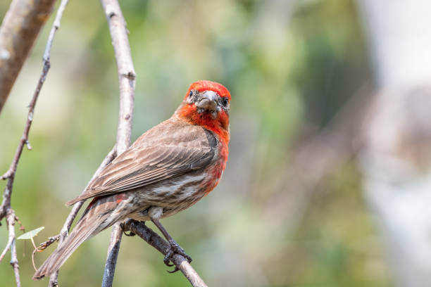 Close up of male House Finch (Haemorhous mexicanus) perched on a tree branch; San Francisco Bay Area, California; blurred background Close up of male House Finch (Haemorhous mexicanus) perched on a tree branch; San Francisco Bay Area, California; blurred background haemorhous mexicanus stock pictures, royalty-free photos & images