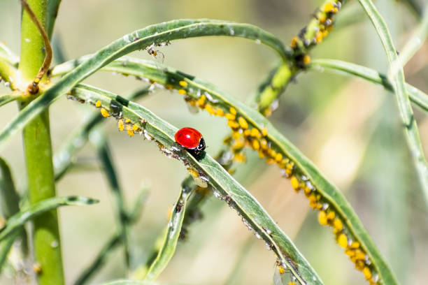 Lady bug sitting on a narrowleaf milkweed plant infested with aphids; Ladybugs are a natural pest control, and will eat aphids voraciously