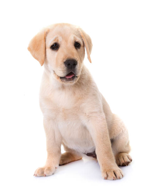 istock puppy labrador retriever 1256975057