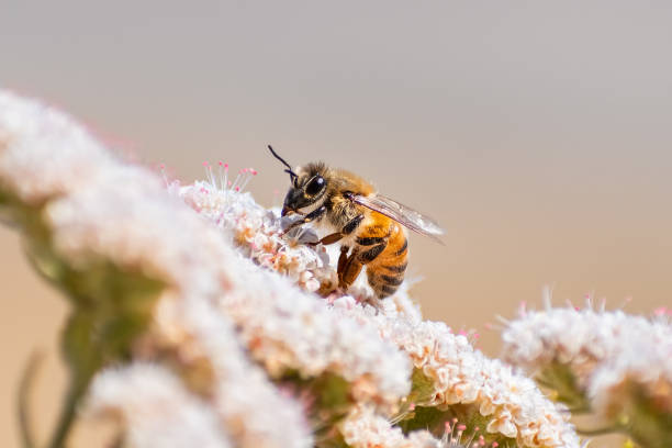 세인트 캐서린 레이스 (에리오고넘 giganteum) 꽃, 울리스타크 자연 지역, 산타 클라라, 샌프란시스코 베이 지역, 캘리포니아를 수분하는 꿀벌의 클로즈업 - small bee 뉴스 사진 이미지