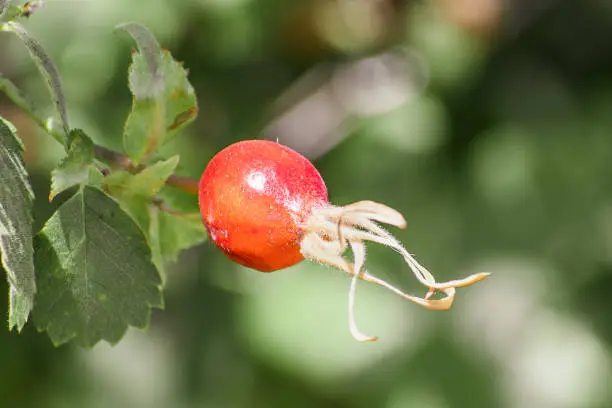 Close up of California wildrose (Rosa Californica) red fruit; California wildrose is a species of rose native to the Western United States