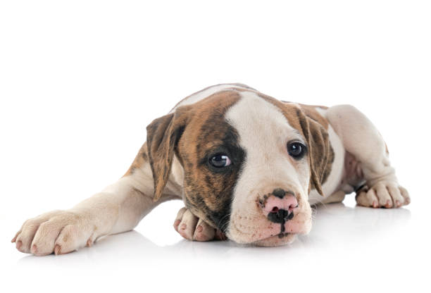puppy american bulldog puppy american bulldog in front of white background american bulldog stock pictures, royalty-free photos & images