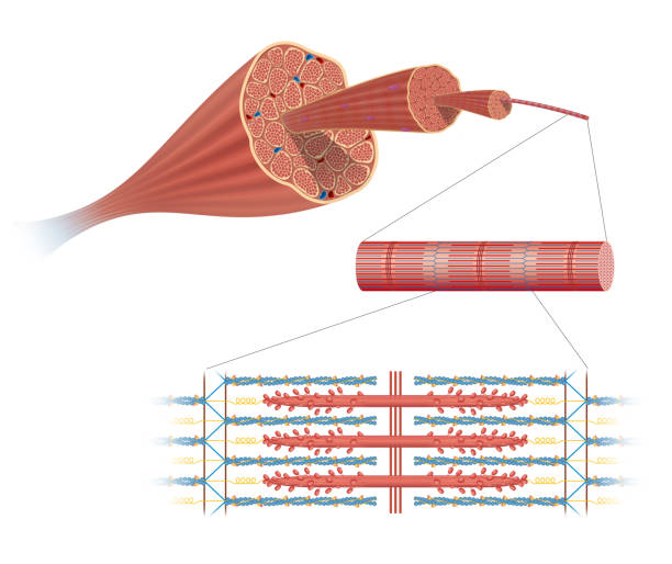 Illustration of Structure Skeletal Muscle Muscle fibers are in turn composed of myofibrils. The myofibrils are composed of actin and myosin filaments myosin stock illustrations