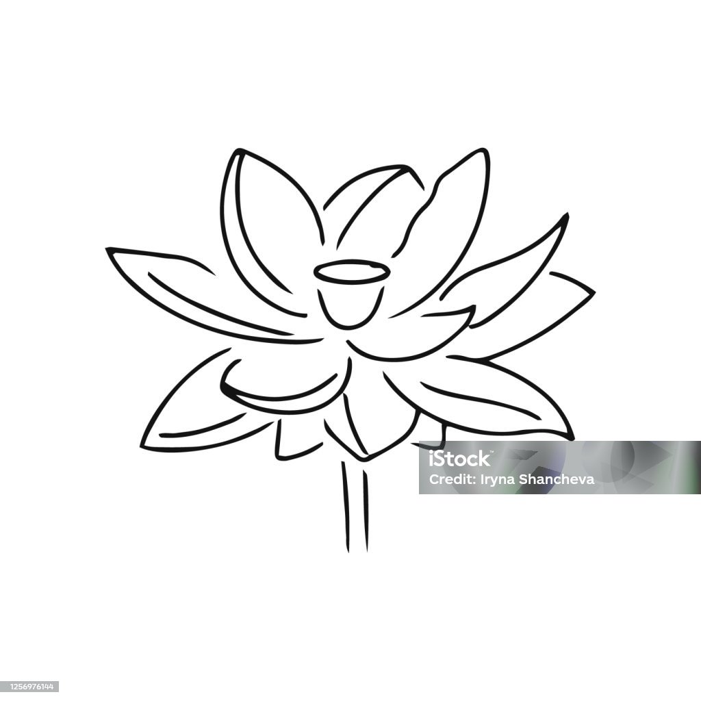 Biểu Tượng Hoa Sen Doodle Được Cô Lập Trên Màu Trắng Nghệ Thuật Vẽ ...