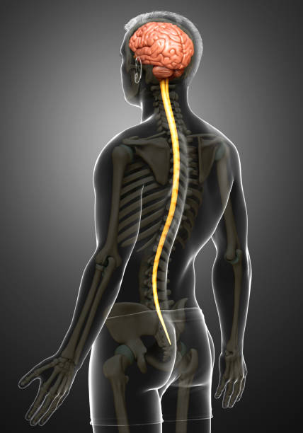 istock 3d rendered medically accurate illustration of a male brain