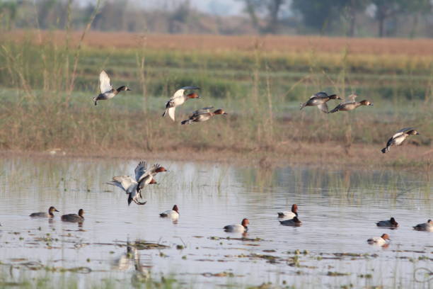 istock flock of birds 1256976830
