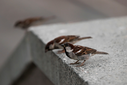A Sparrow sitting on the edge of a stone fence surrounded by other sparrows. Taken from the side. Common bird in the city. Urban fauna. Copy space. Russia. Saratov. Engels.