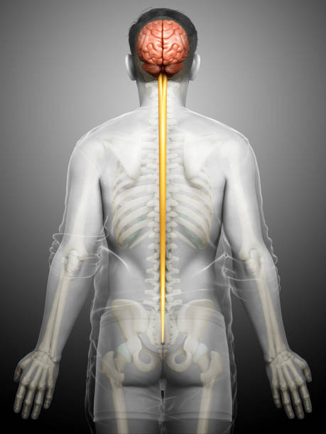 istock 3d rendered medically accurate illustration of a male brain