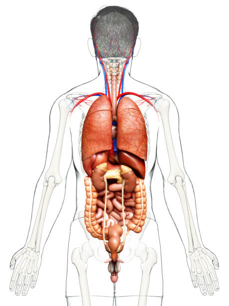 istock 3d rendered medically accurate illustration of Internal organs 1256977747