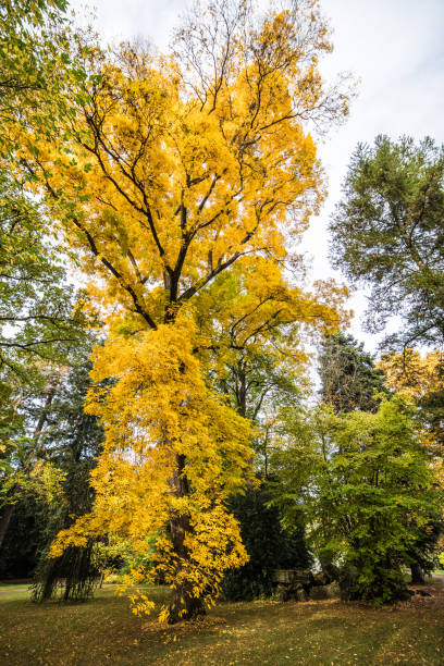 istock Large deciduous tree with bright yellow foliage 1256977750