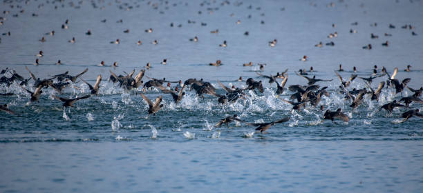 istock flock of birds 1256977780