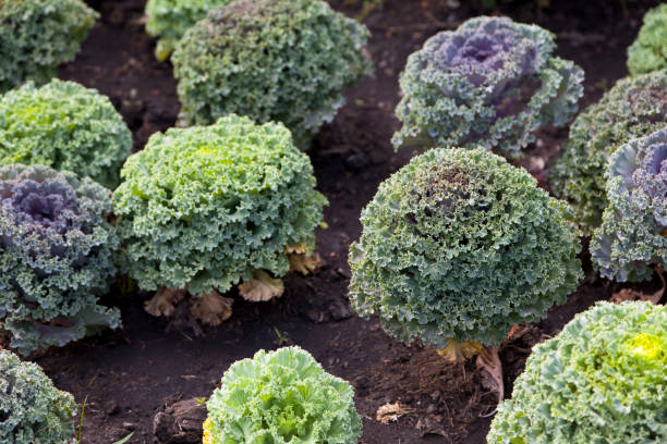 istock Fresh organic cabbage in the garden 1256978075