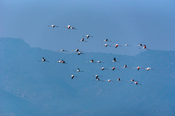 istock flock of birds 1256978119
