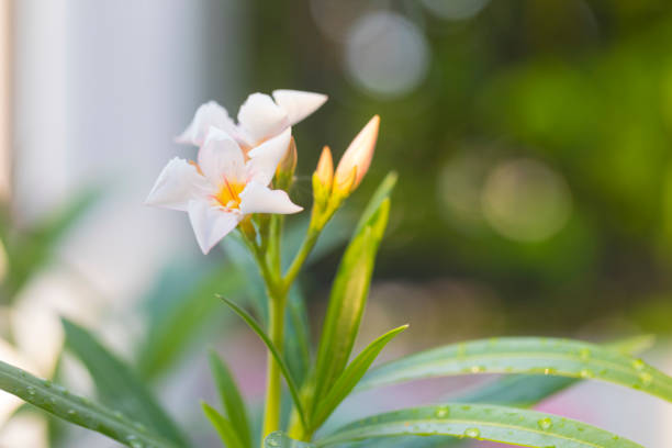 Beautiful white Nerium Oleander flower plant blossom in tropical garden.