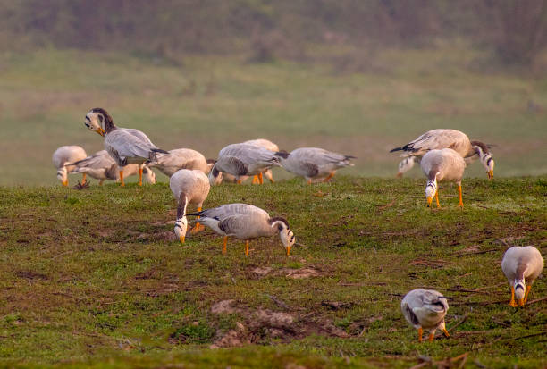 istock flock of birds 1256979723