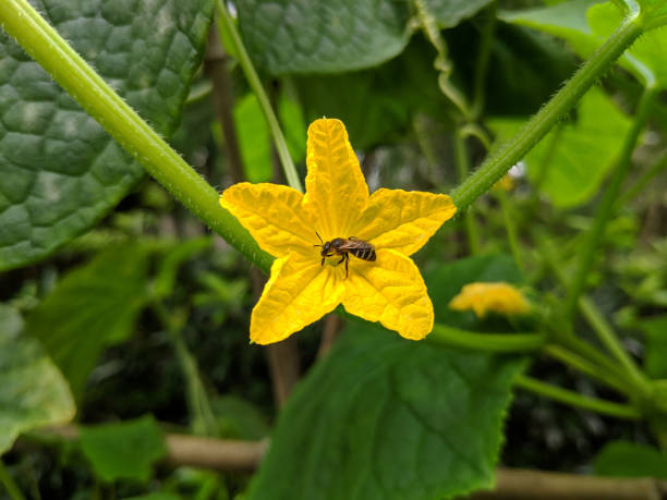 istock a little bee take honey from cucumber flower 1256980772