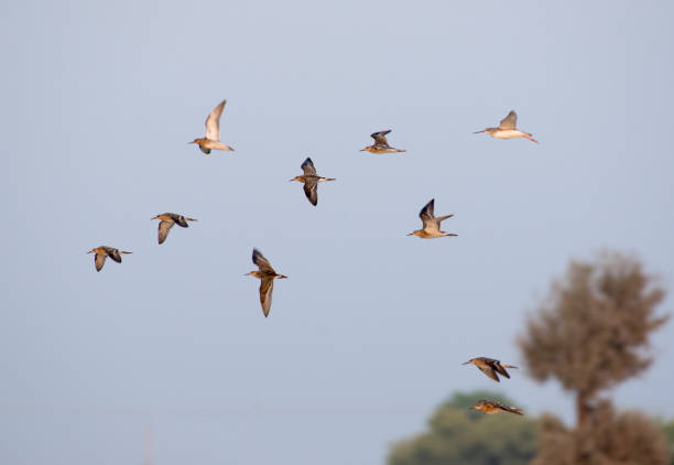 istock flock of birds 1256980893
