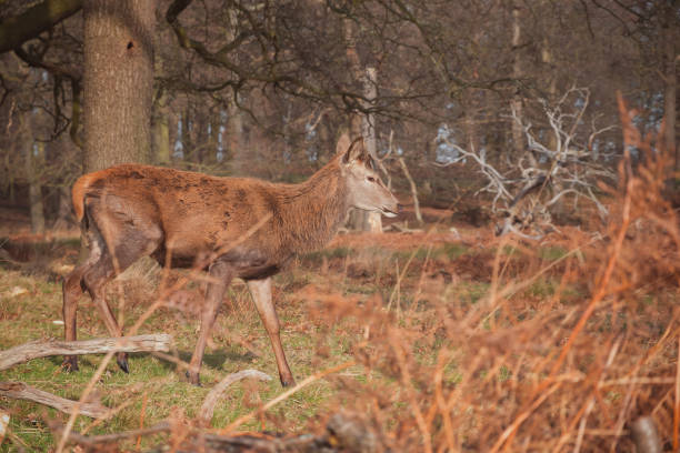 istock A red deer in Richmond Park, London 1256982064