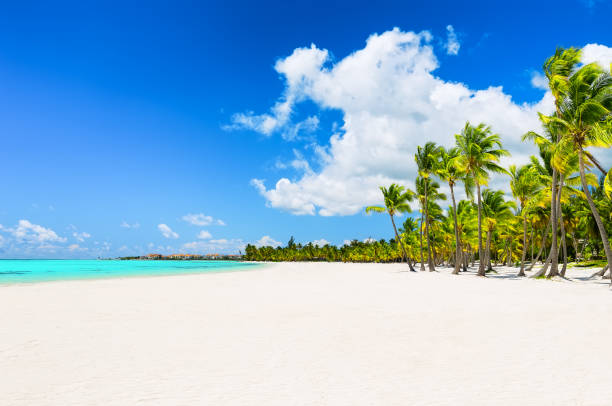 istock Coconut Palm trees on white sandy beach 1256983171