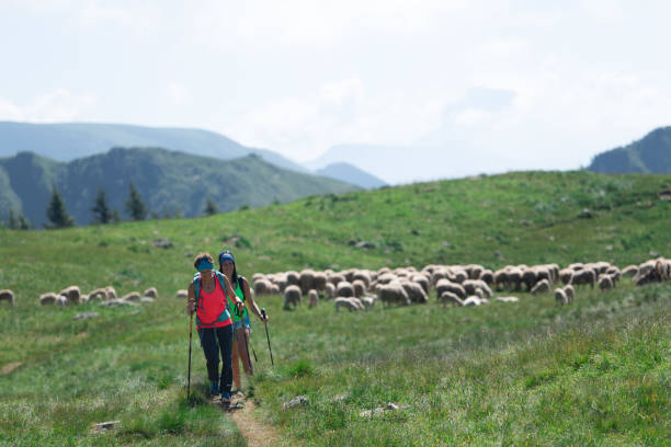 istock Hill walk two girlfriends near a flock of sheep 1256984285
