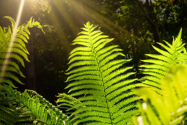 istock Fern in the forest and sun rays. 1256984325