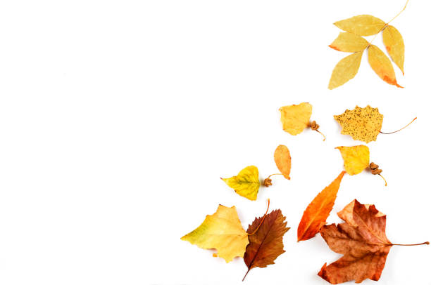 Swirling fallen leaves background, defocused.