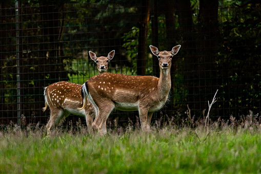 two deer in a meadow looking at the camera.