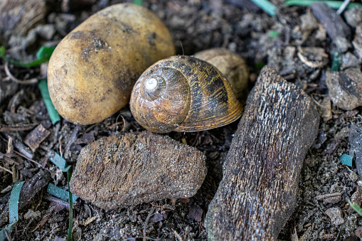 Giant African Land snail
