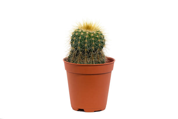 istock The cactus in the Flower pot has a white background 1256986873