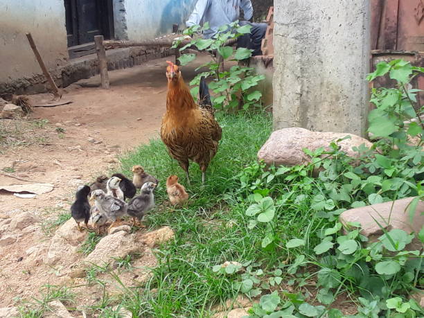 istock Desi hen and childrens 1256986937