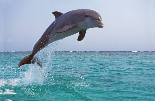 Bottlenose Dolphin, tursiops truncatus, Adult Leaping stock photo