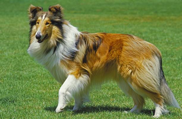 istock Collie Dog standing on Lawn 1256987006