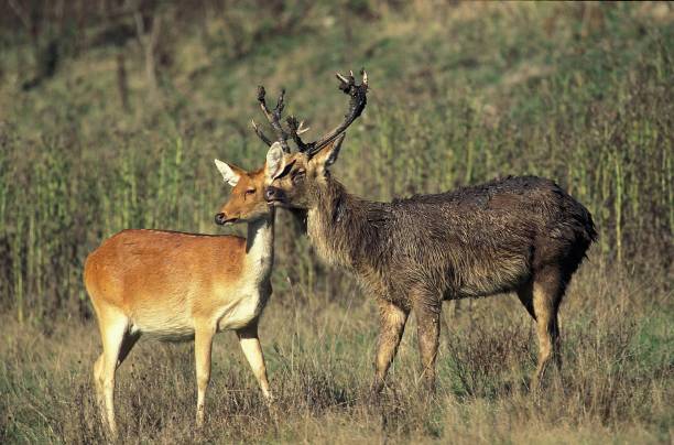 istock Barasingha Deer or Swamp Deer, cervus duvauceli, Pair 1256987007