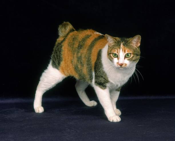istock Japanese Bobtail Domestic Cat against Black Background 1256987044