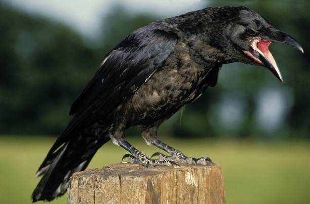 istock Common Raven, corvus corax, Adult calling, Alaska 1256987054