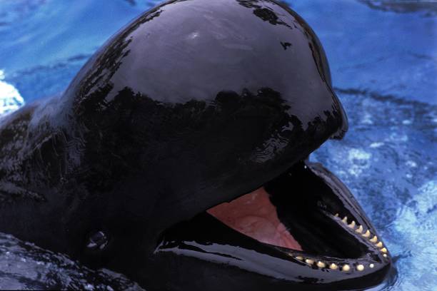 istock Long-Finned Pilot Whale, globicephala melaena with Open Mouth 1256987056