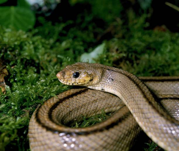 istock Ladder Snake, elaphe scalaris 1256988204